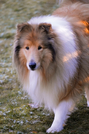 棕白相间苏格兰牧羊犬摄影图片